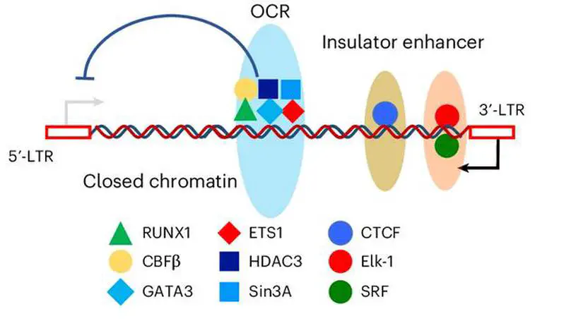 Intragenic viral silencer element regulates HTLV-1 latency via RUNX complex recruitment